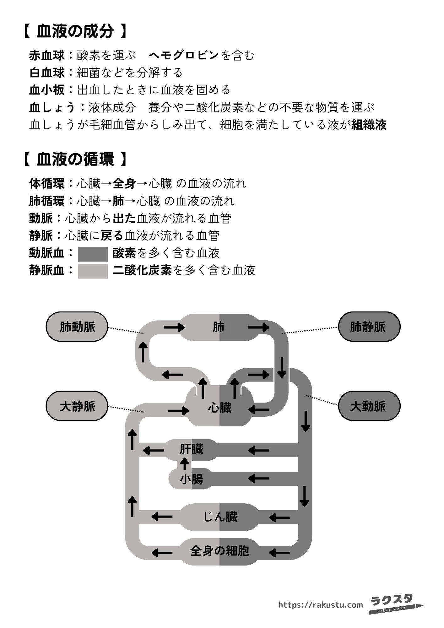 【中2理科】血液の成分と循環